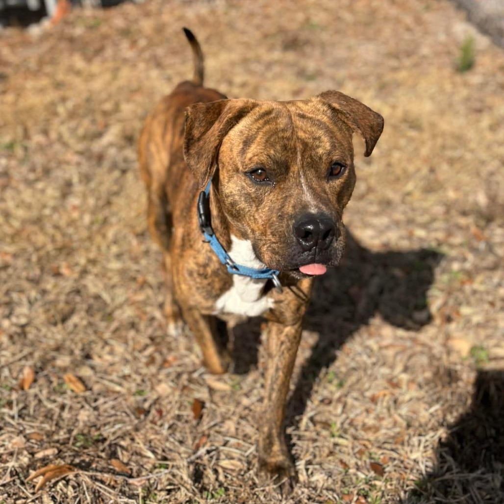 Enlarge Blaze, a Adoptable American Staffordshire Terrier in Lake Panasoffkee, FL image 6/6