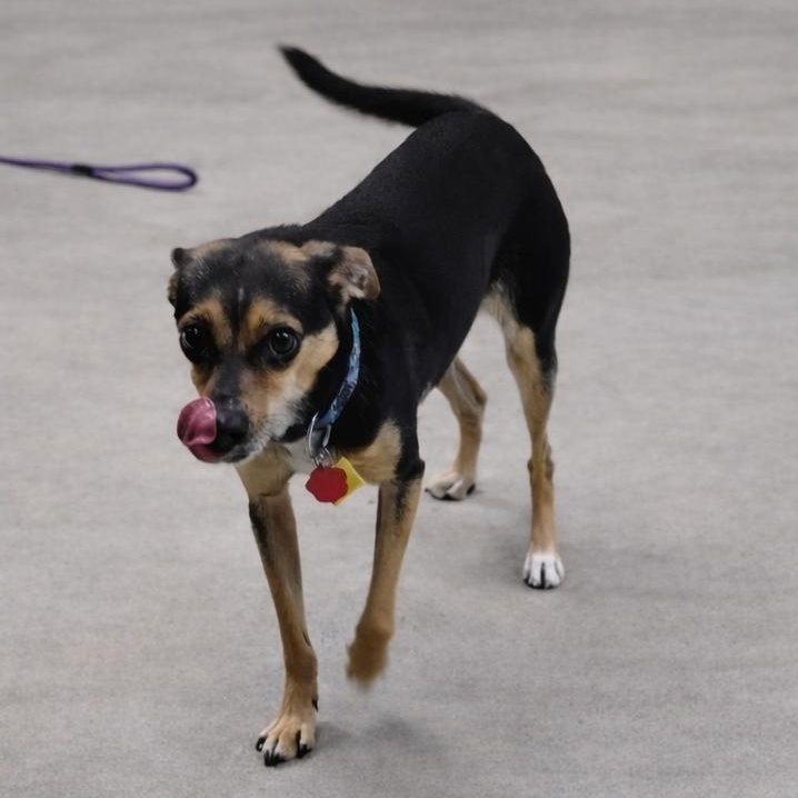 Enlarge Stitch, an adoptable mixed breed in West Valley, UT image 1/4