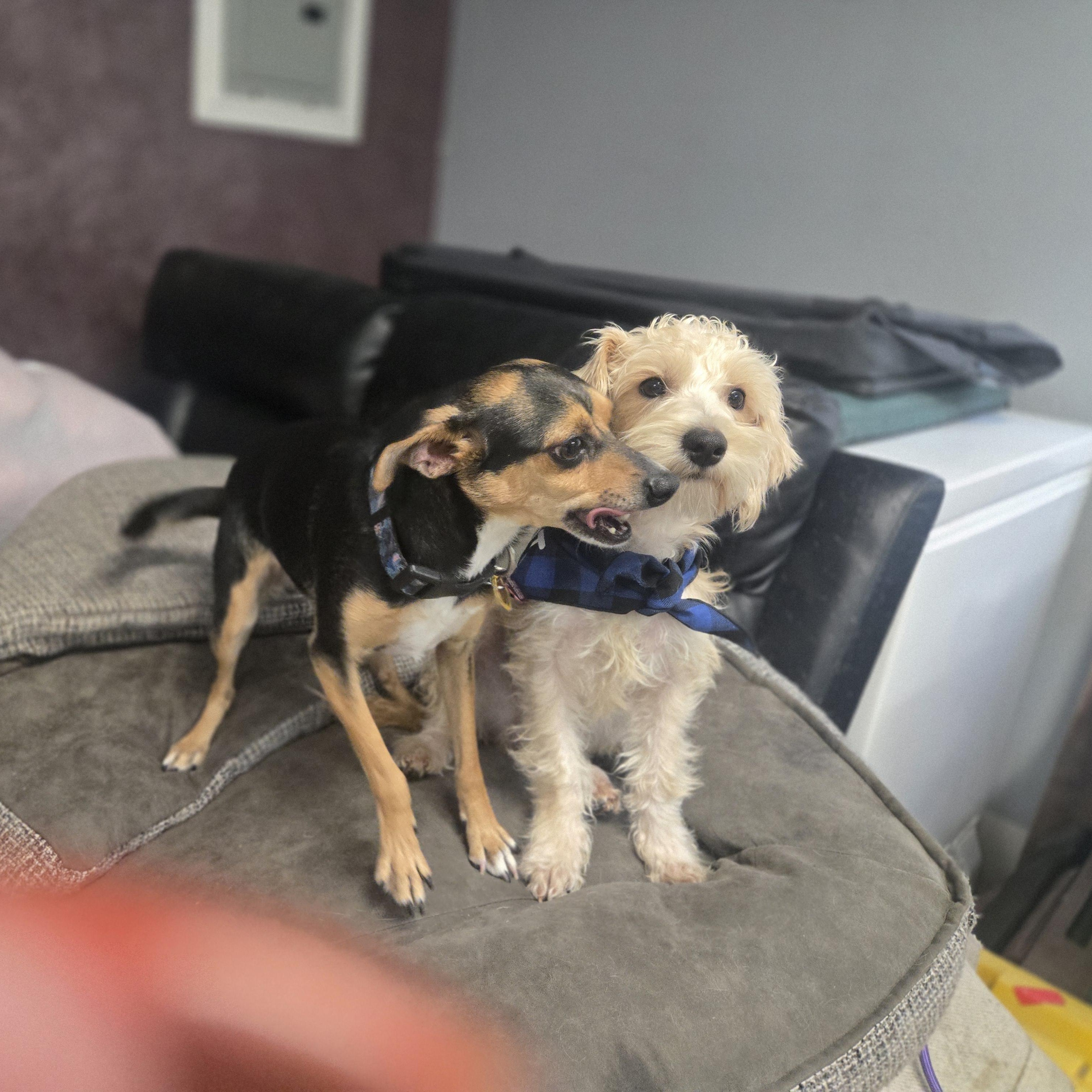 Enlarge Stitch, an adoptable mixed breed in West Valley, UT image 4/4