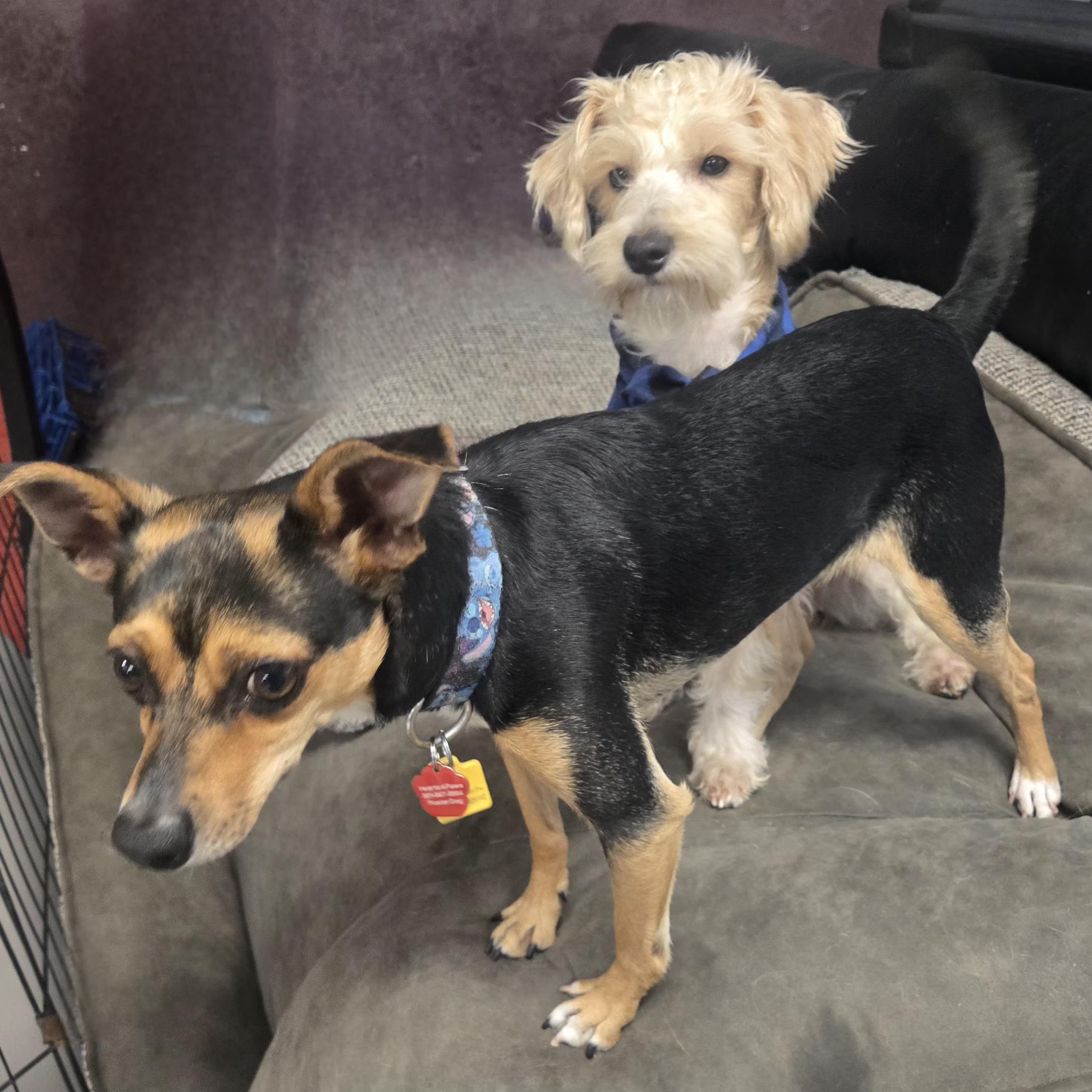 Enlarge Stitch, an adoptable mixed breed in West Valley, UT image 2/4