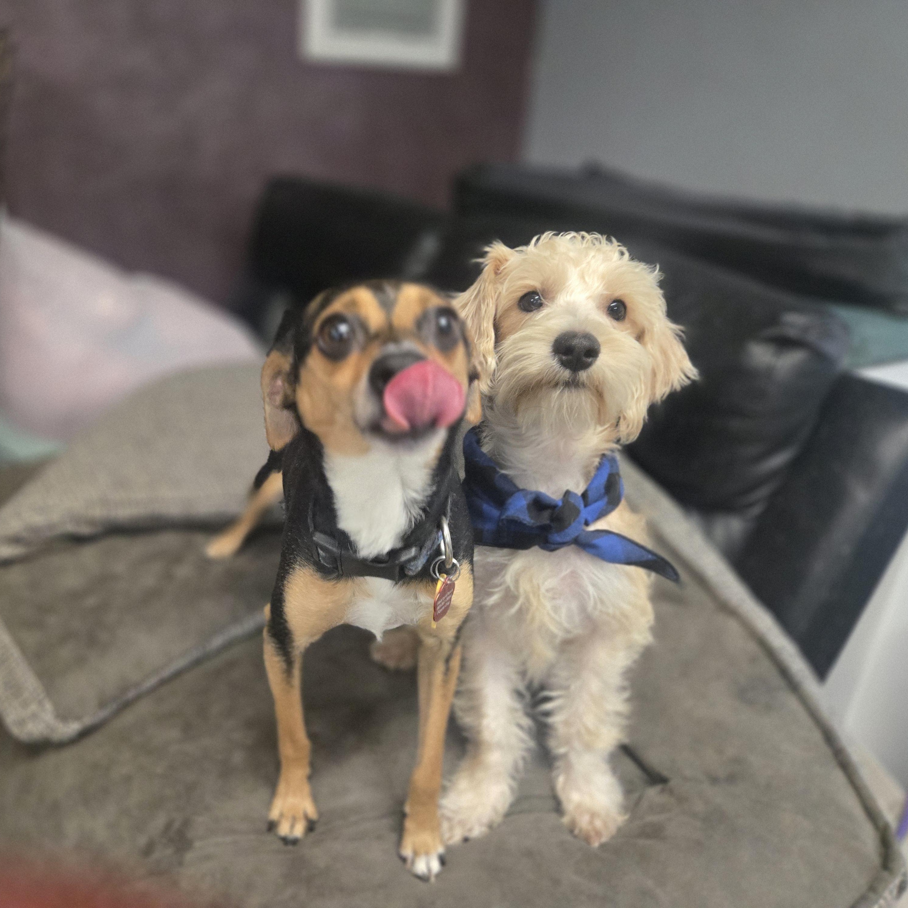 Enlarge Stitch, an adoptable mixed breed in West Valley, UT image 3/4