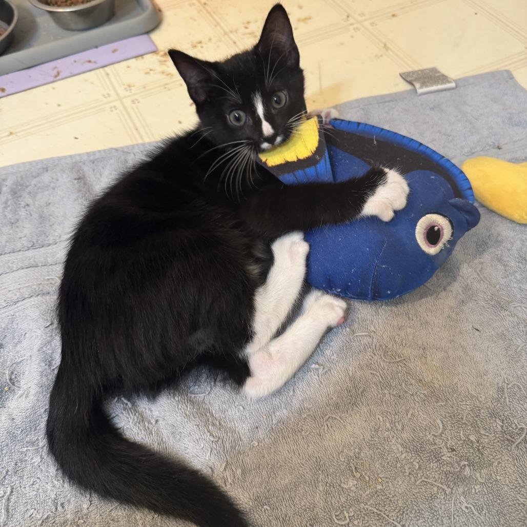 Cadbury — thumbnail 2