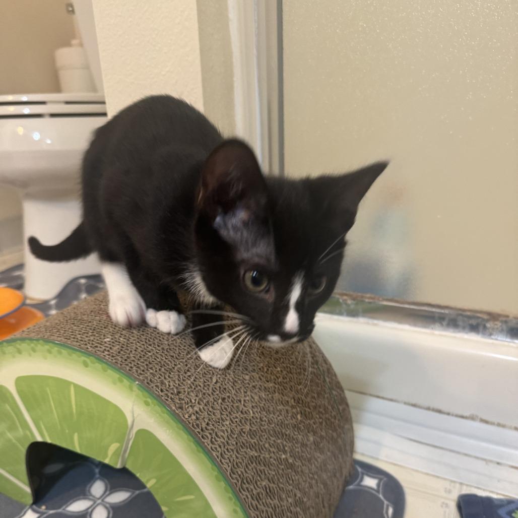 Cadbury — thumbnail 3