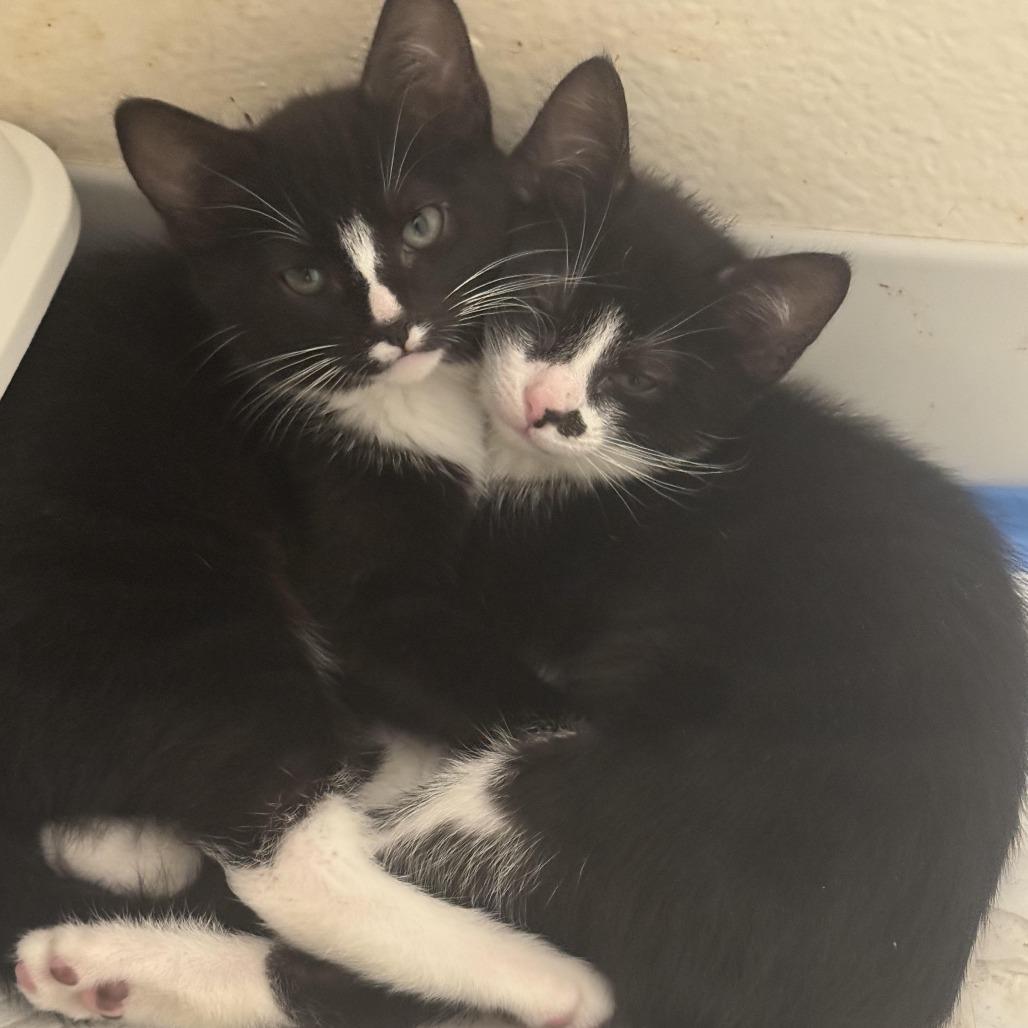 Cadbury — thumbnail 4