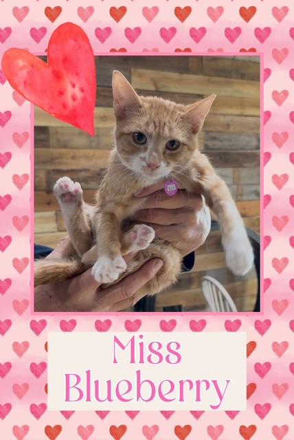 Blueberry, adopted, Young Female Domestic Short Hair.