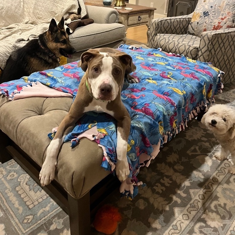 Enlarge Blue, a Adopted mixed breed in Lake Wylie, SC image 1/6