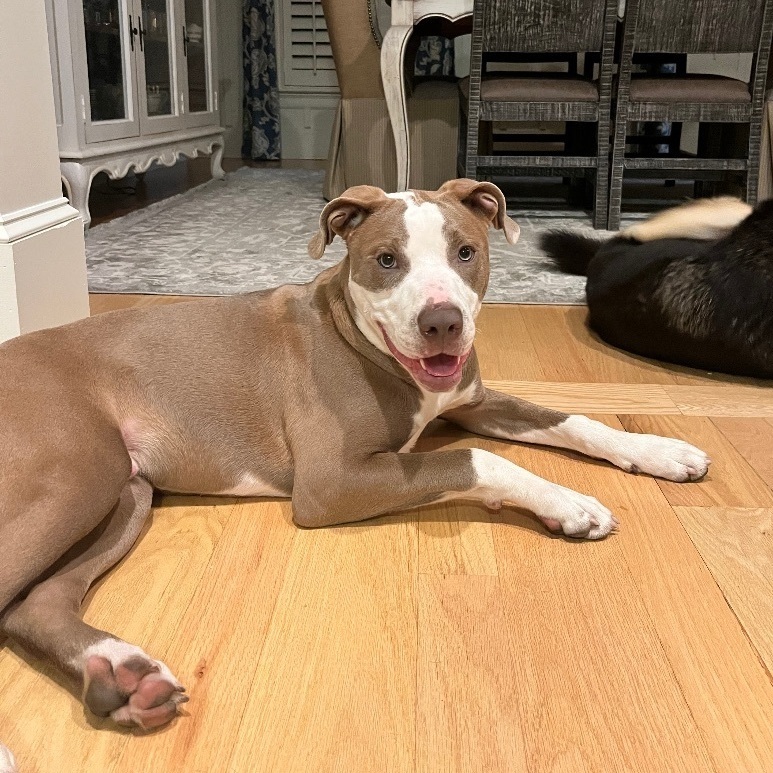 Enlarge Blue, a Adopted mixed breed in Lake Wylie, SC image 2/6