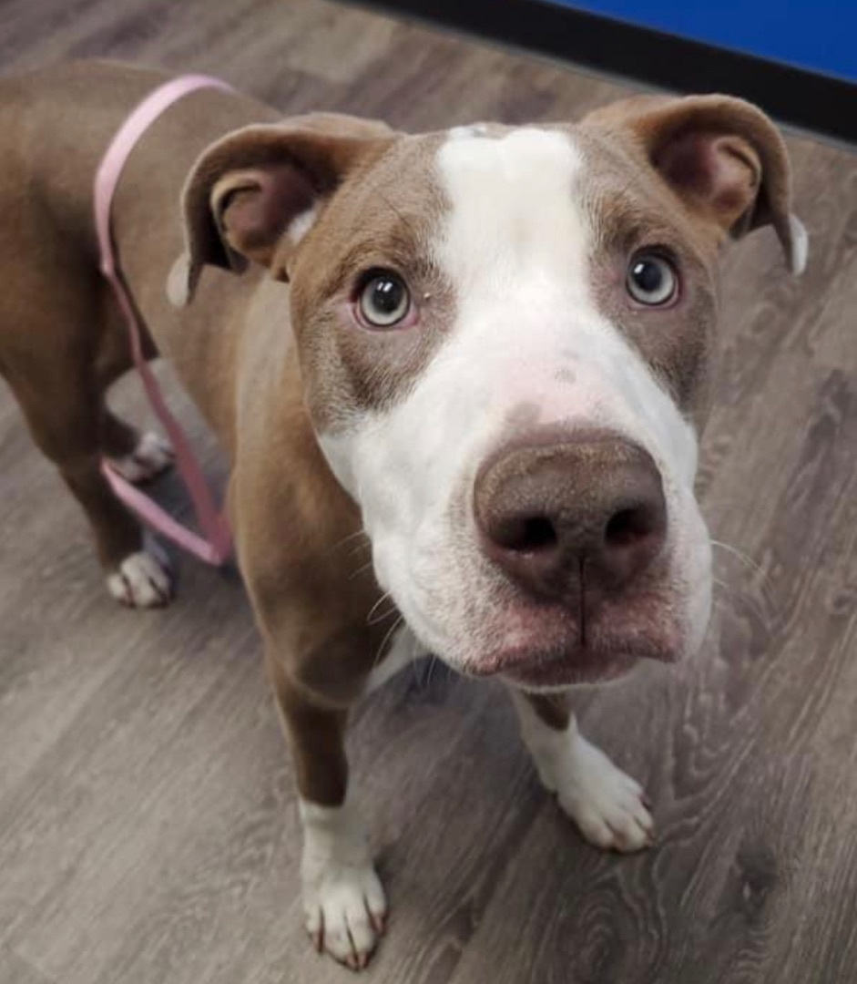 Enlarge Blue, a Adopted mixed breed in Lake Wylie, SC image 3/6