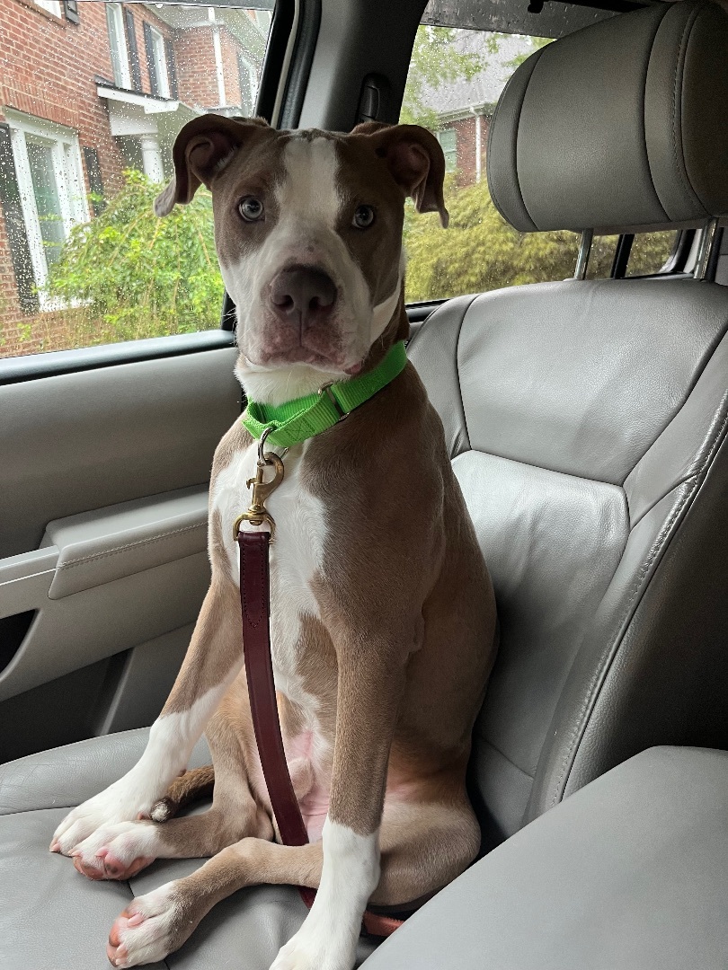 Enlarge Blue, a Adopted mixed breed in Lake Wylie, SC image 4/6