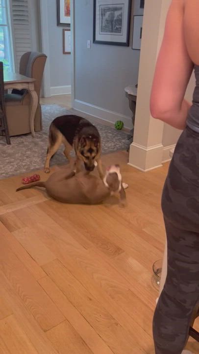 Enlarge Blue, a Adopted mixed breed in Lake Wylie, SC video 5/6