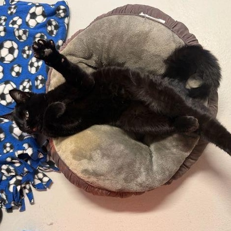 Enlarge Mistletoe, an adopted Domestic Short Hair in Driggs, ID image 4/5