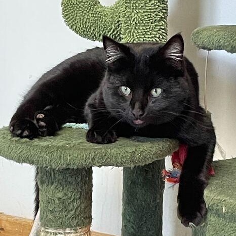 Mistletoe, adopted, Young Female Domestic Short Hair.