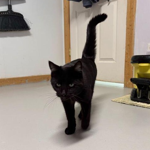 Enlarge Mistletoe, an adopted Domestic Short Hair in Driggs, ID image 5/5