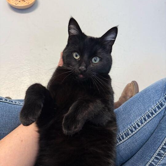 Enlarge Mistletoe, an adopted Domestic Short Hair in Driggs, ID image 2/5