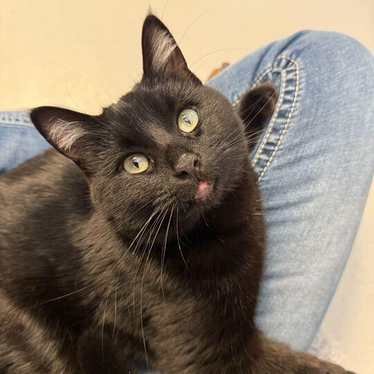 Enlarge Mistletoe, an adopted Domestic Short Hair in Driggs, ID image 3/5