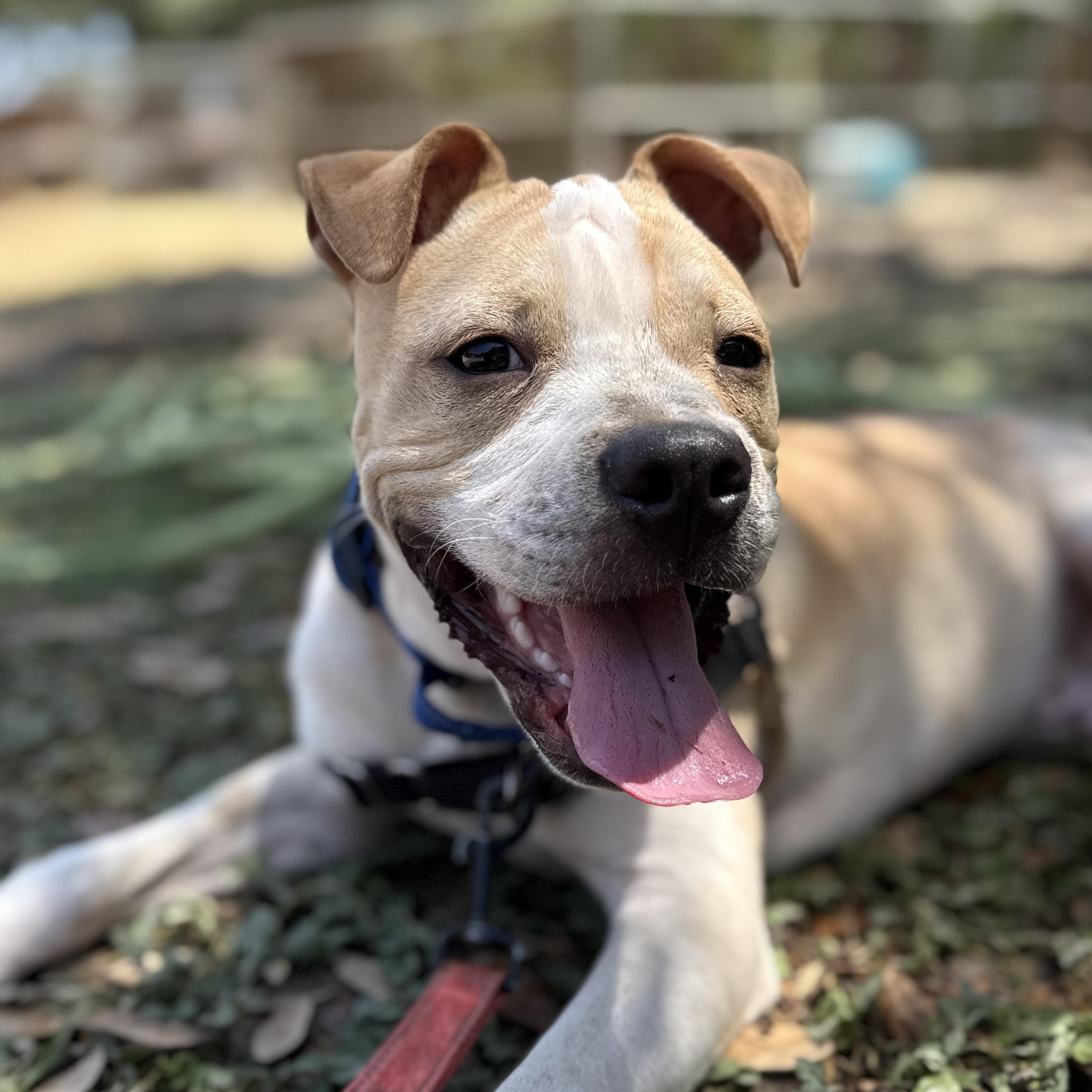 Enlarge Winston, a ADOPTABLE mixed breed in Bulverde, TX image 1/6