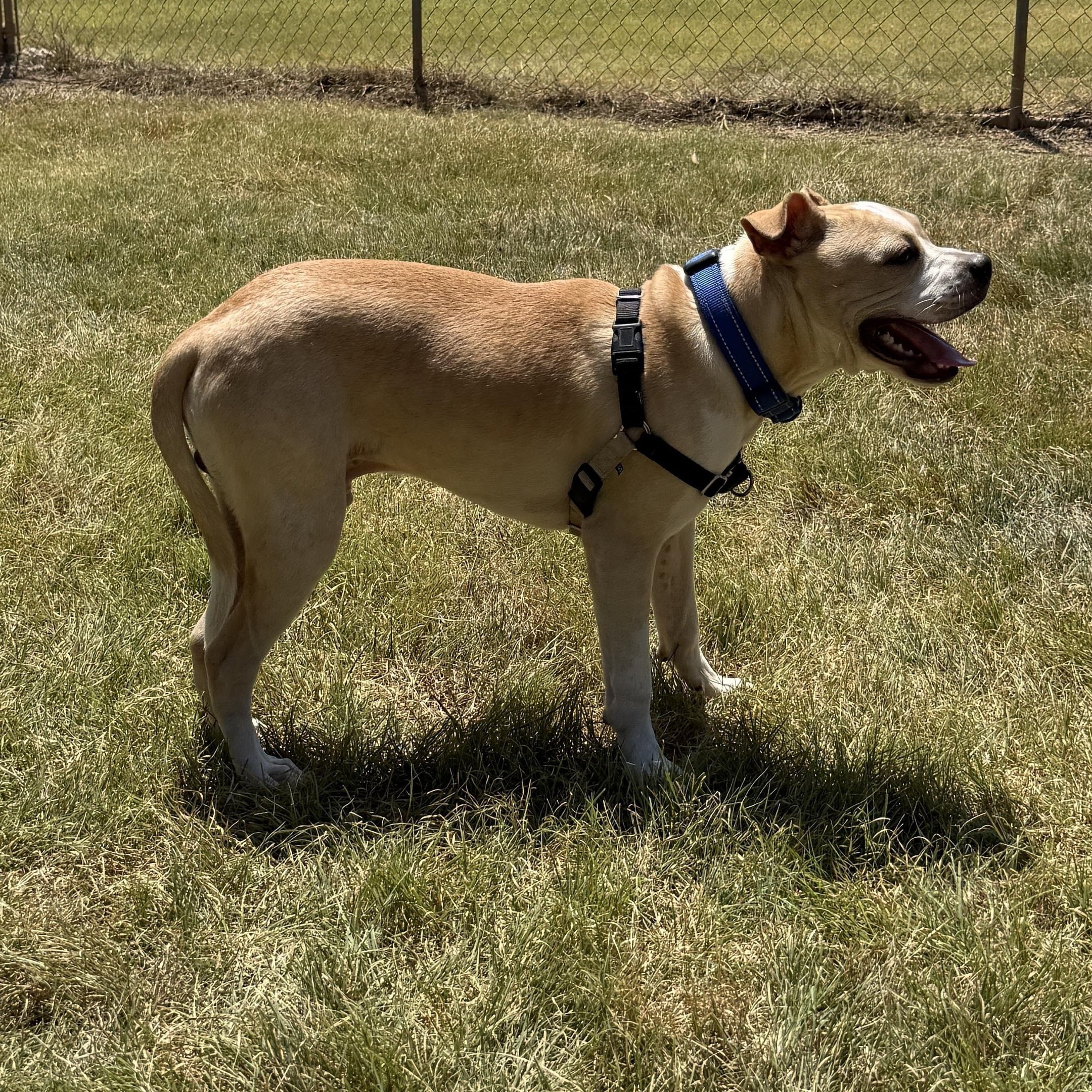 Enlarge Winston, a ADOPTABLE mixed breed in Bulverde, TX image 2/6
