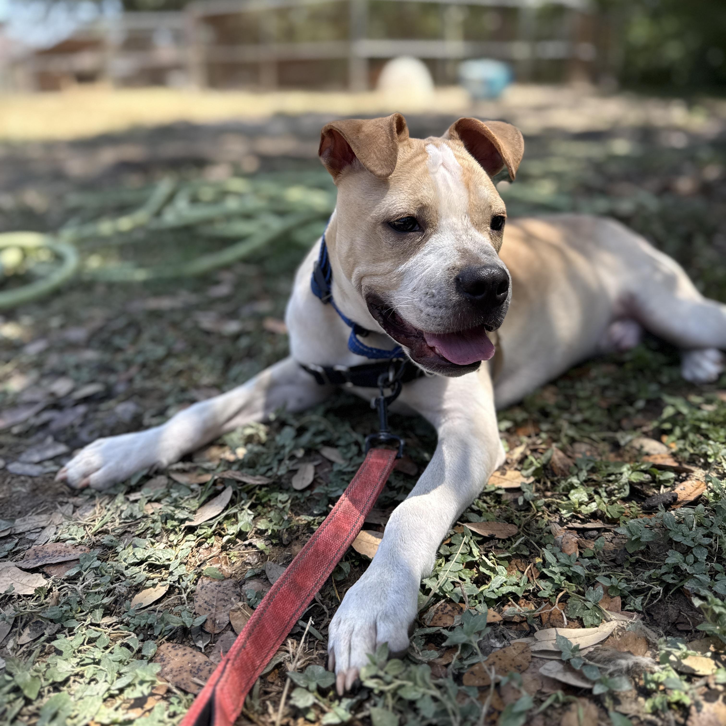 Enlarge Winston, a ADOPTABLE mixed breed in Bulverde, TX image 4/6