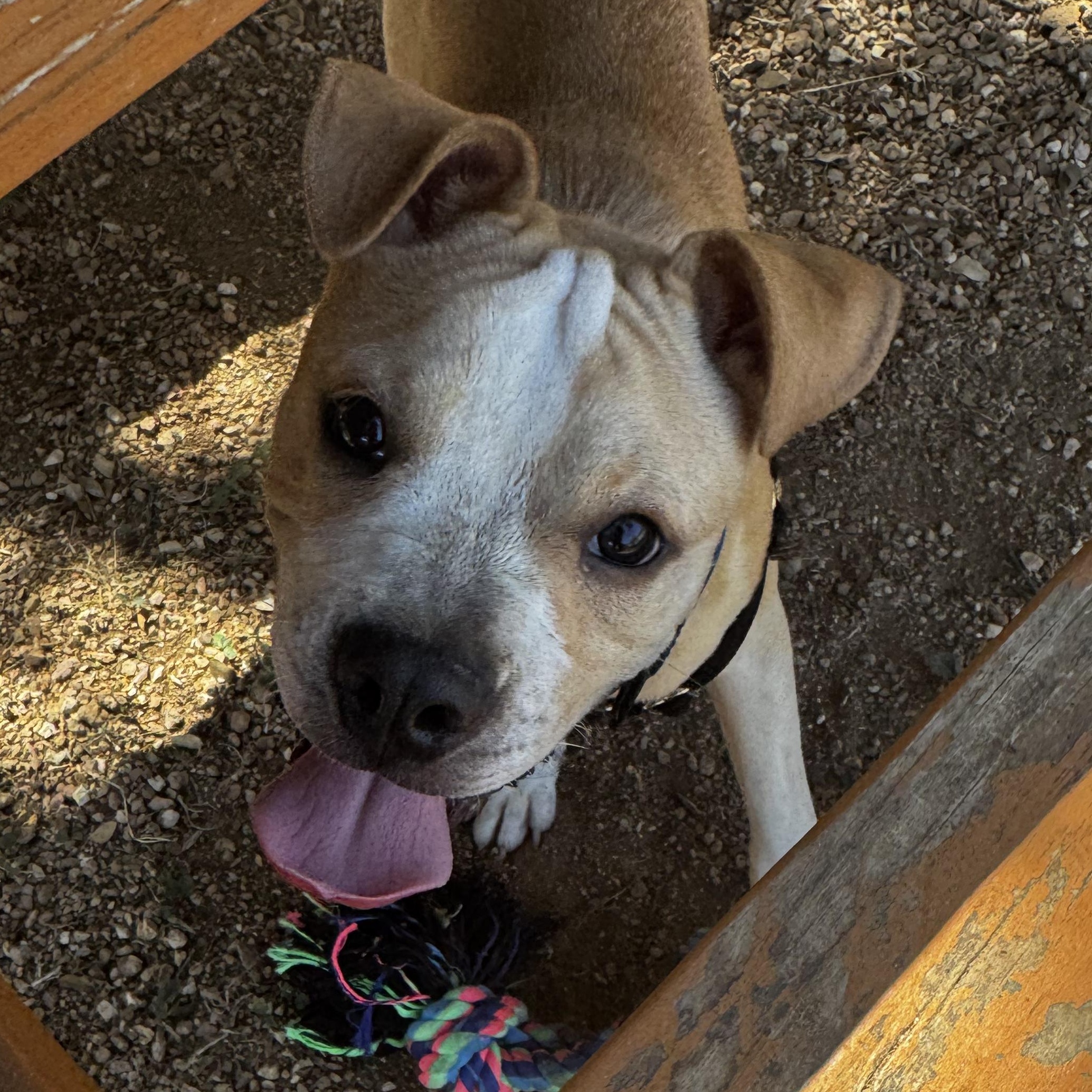 Enlarge Winston, a ADOPTABLE mixed breed in Bulverde, TX image 5/6