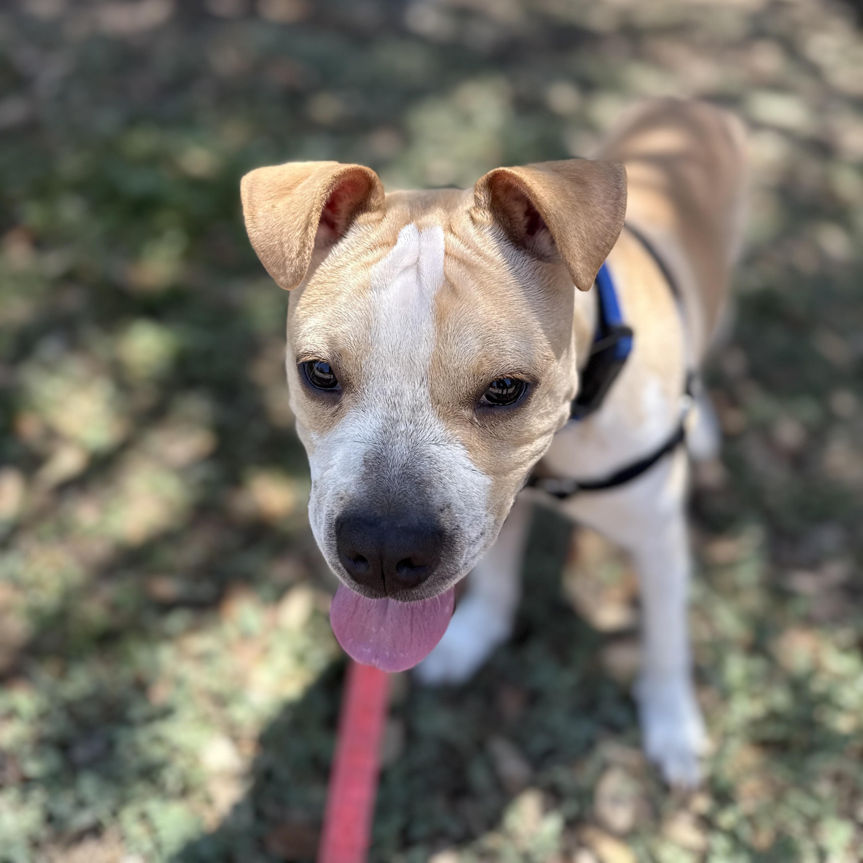 Enlarge Winston, a ADOPTABLE mixed breed in Bulverde, TX image 6/6