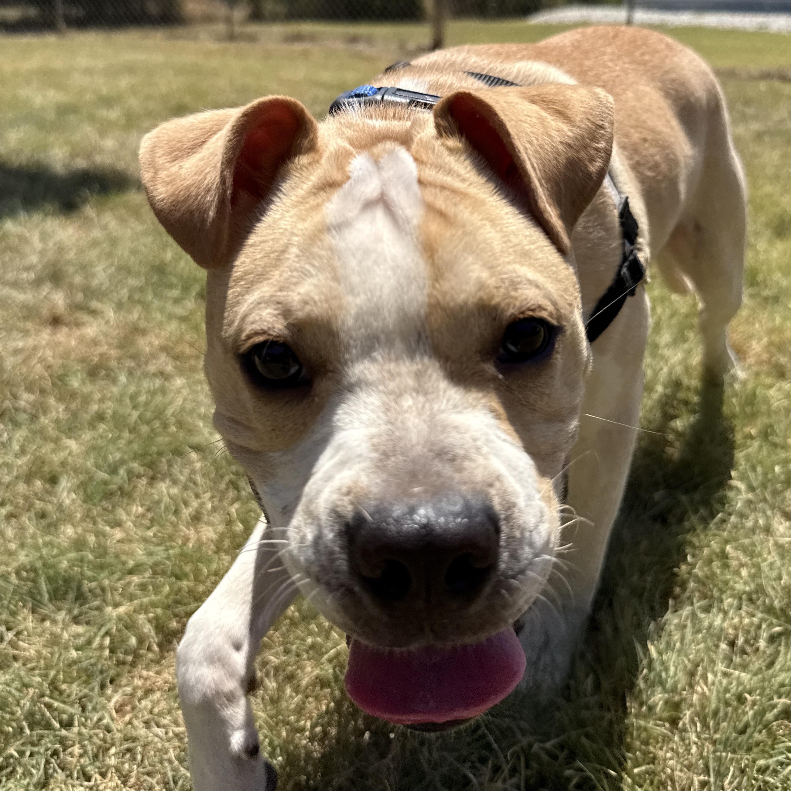 Enlarge Winston, a ADOPTABLE mixed breed in Bulverde, TX image 3/6