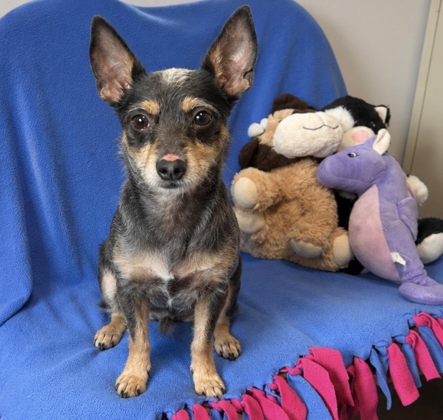 Enlarge Spiderman, a Adoptable mixed breed in Cedartown, GA image 1/1