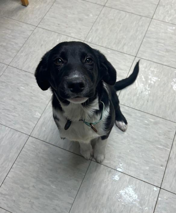 Enlarge Dumplin, a Adopted Border Collie in Mineral, VA image 1/2