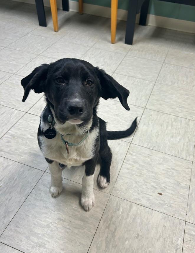 Enlarge Dumplin, a Adopted Border Collie in Mineral, VA image 2/2