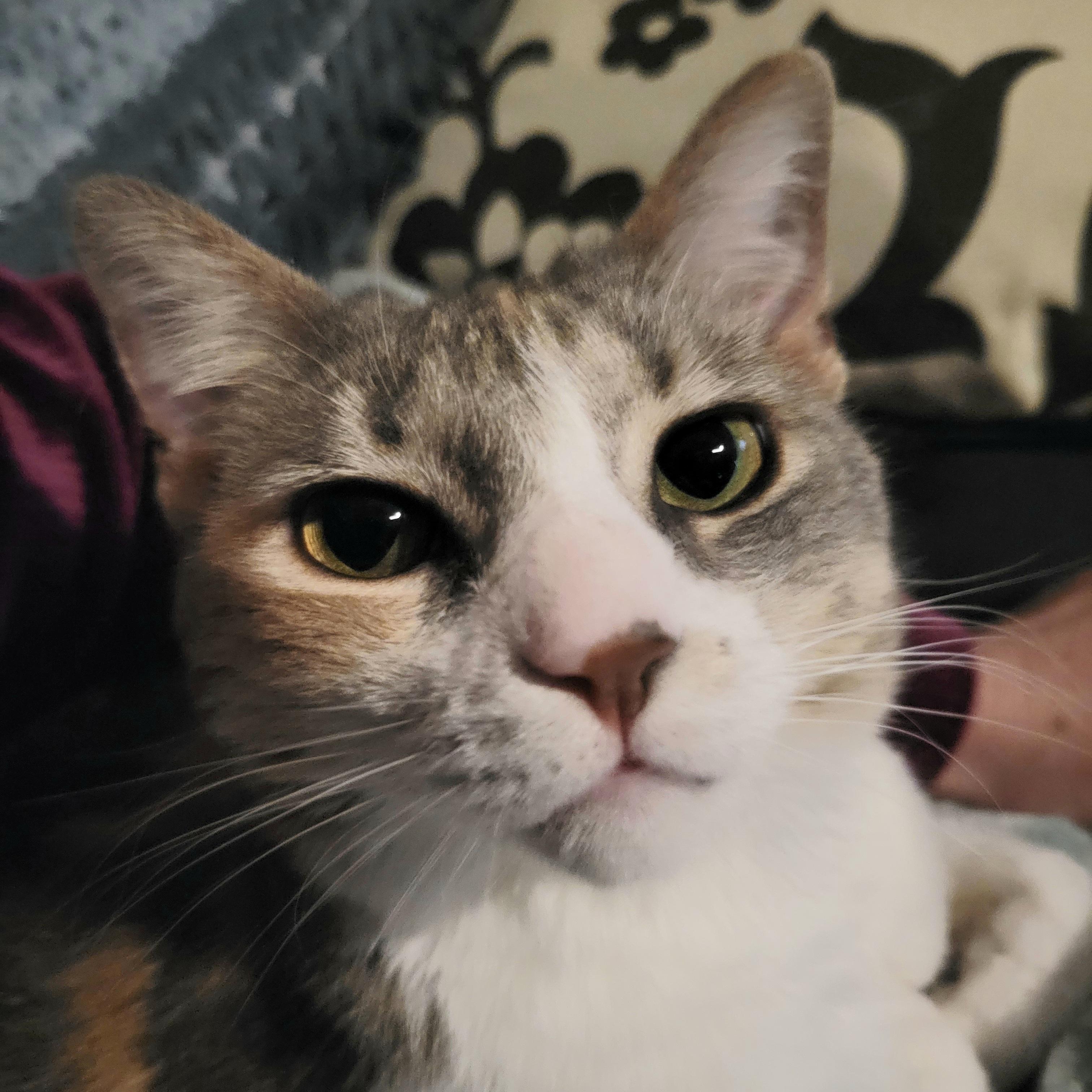 Enlarge Sasha, an adoptable Domestic Short Hair in Walbridge, OH image 5/6