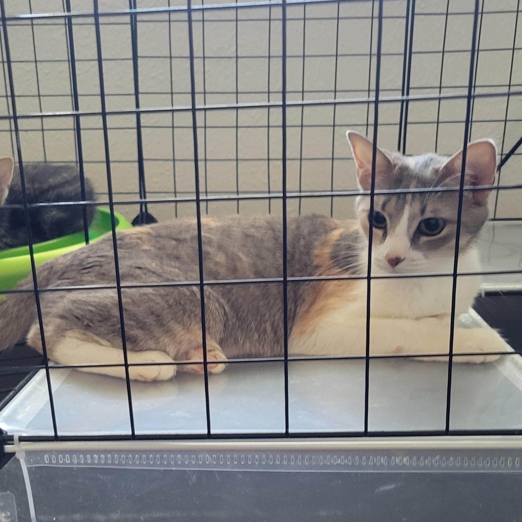 Sasha, a Adoptable Domestic Short Hair in Walbridge, OH image 4/4