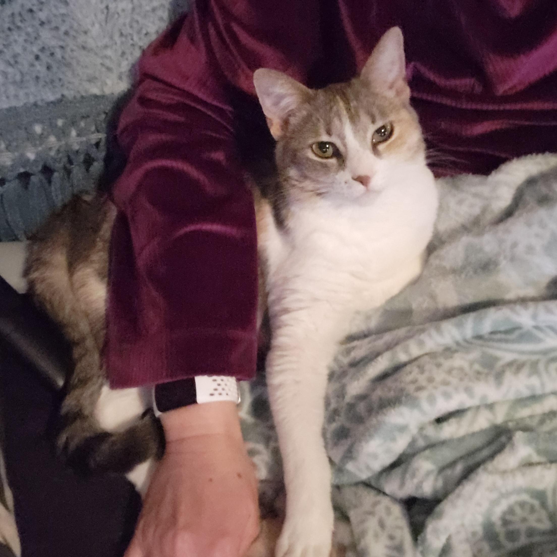 Enlarge Sasha, an adoptable Domestic Short Hair in Walbridge, OH image 4/6