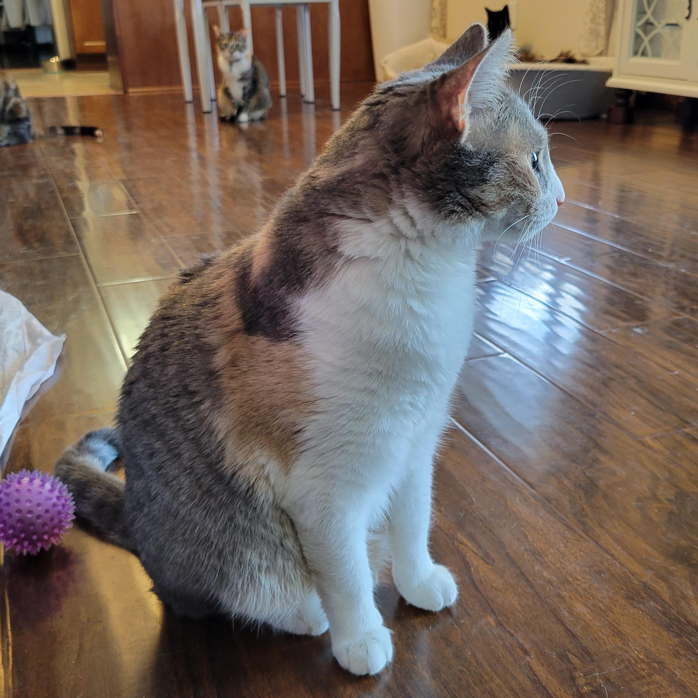 Enlarge Sasha, a Adoptable Domestic Short Hair in Walbridge, OH image 5/6