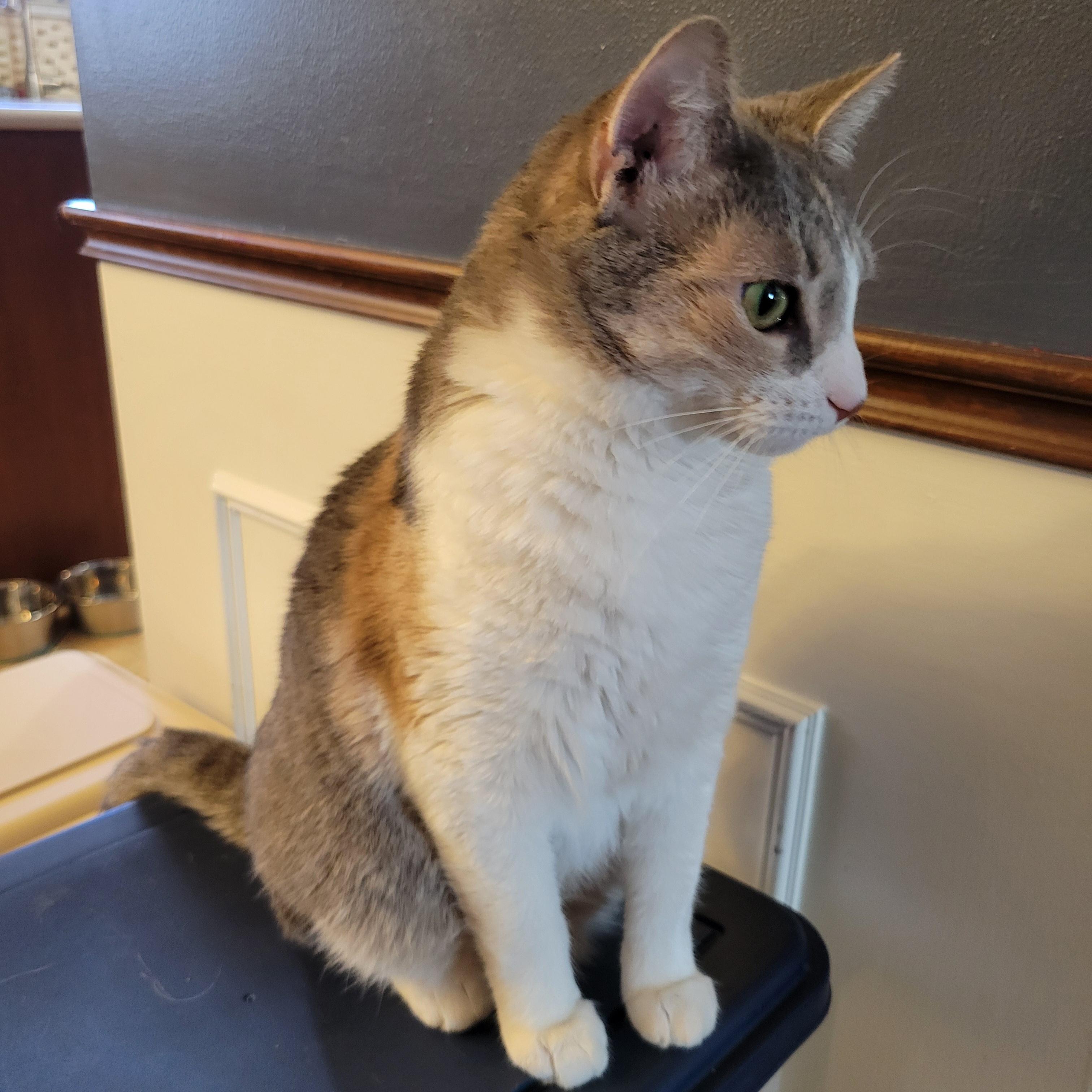 Enlarge Sasha, a Adoptable Domestic Short Hair in Walbridge, OH image 2/6