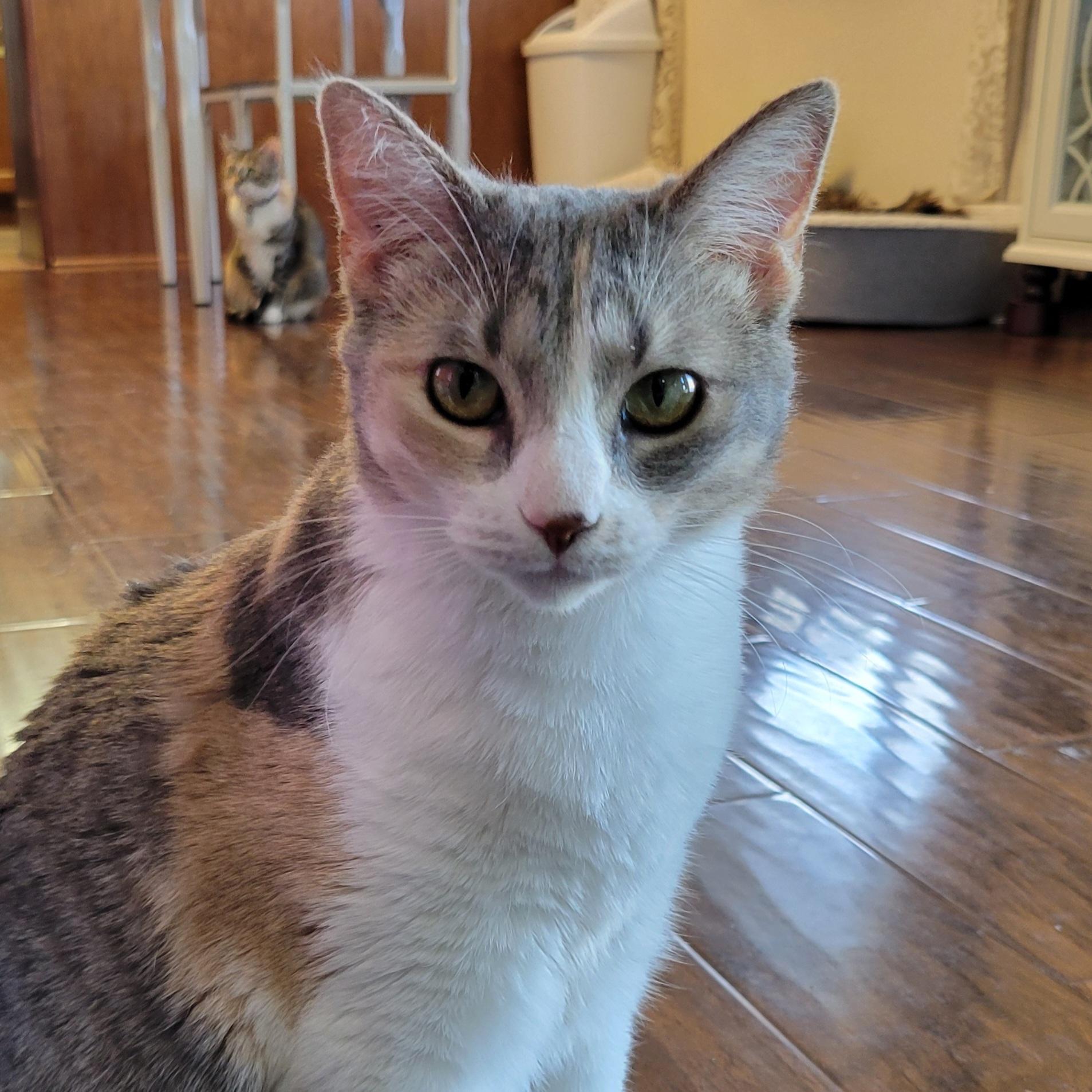 Sasha, Adoptable, Adult Female Domestic Short Hair.