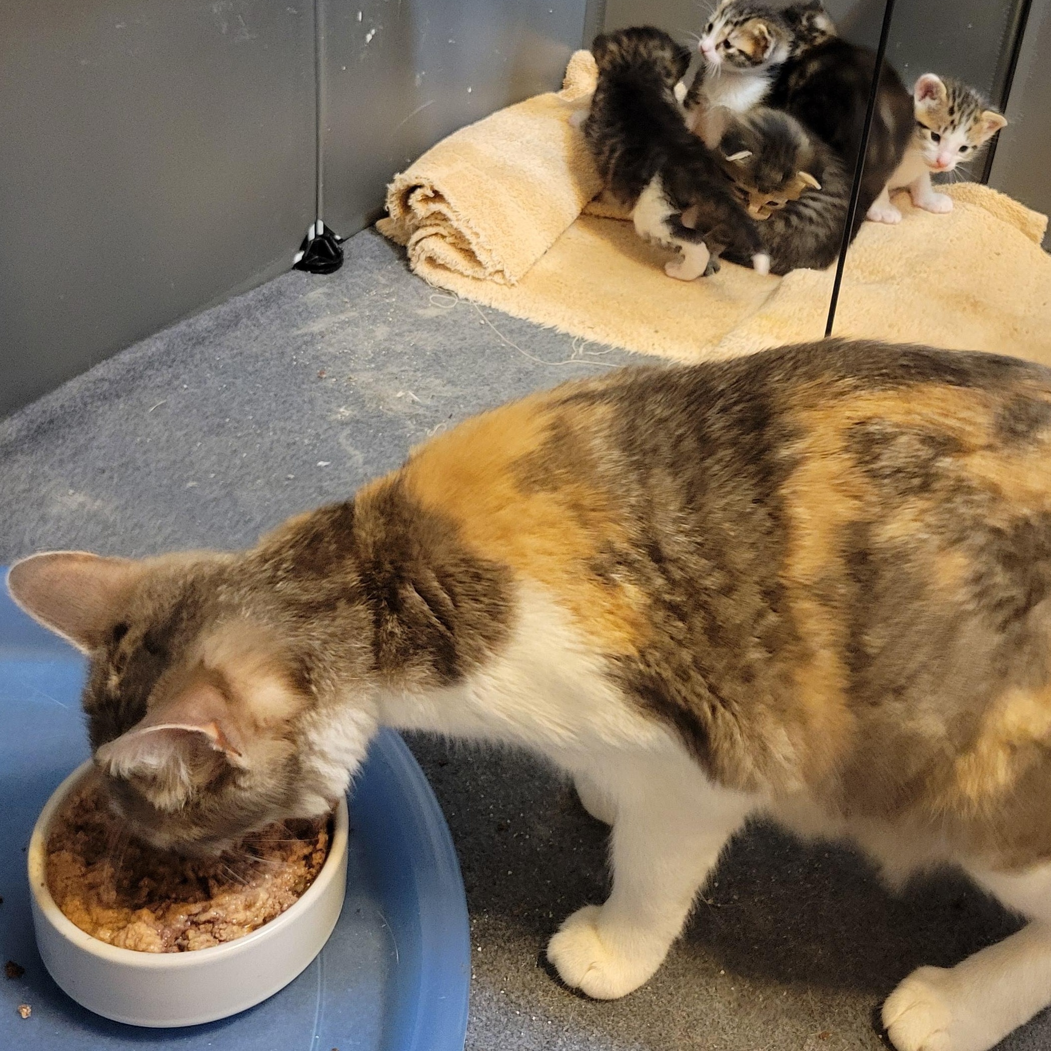 Sasha, Adoptable, Adult Female Domestic Short Hair.