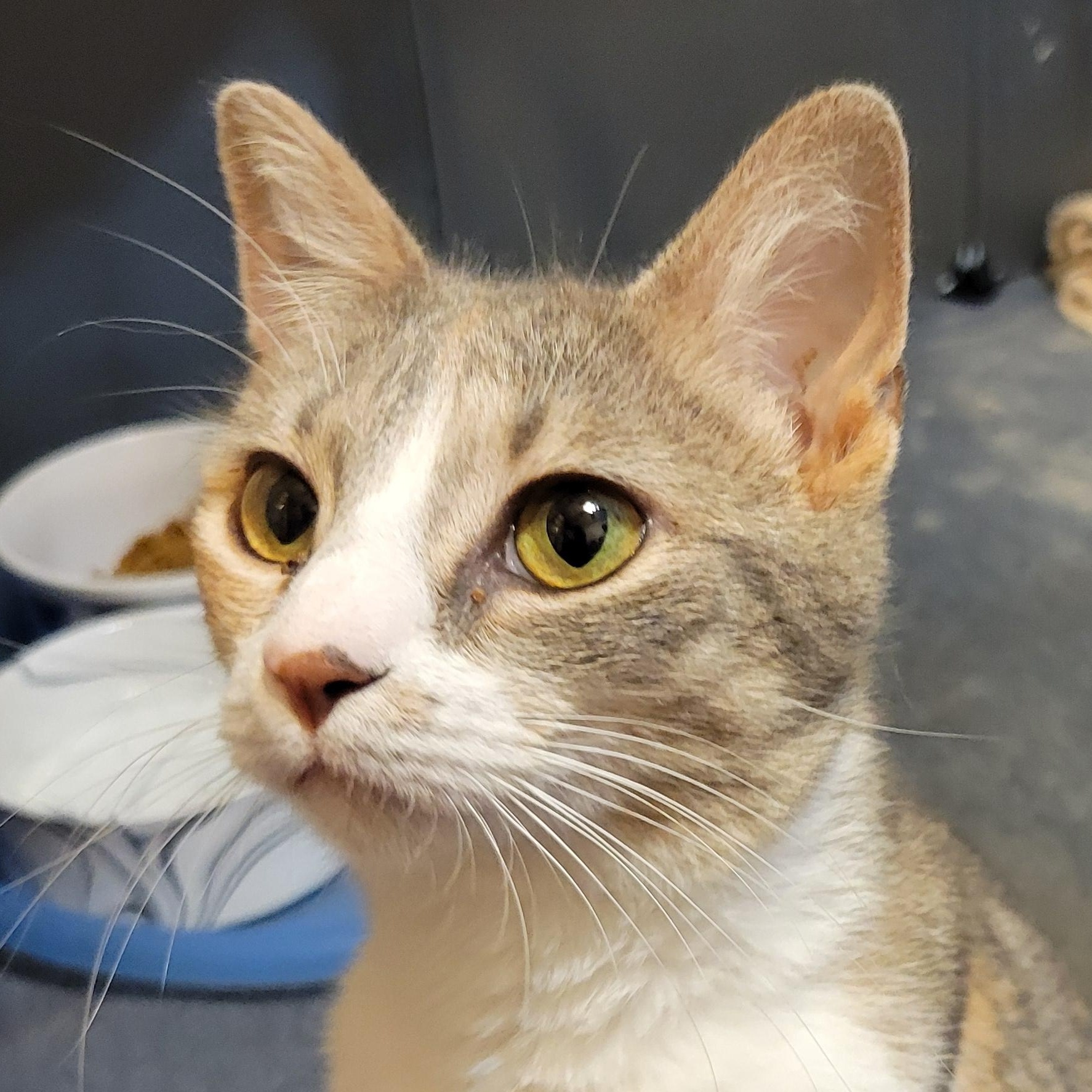 Sasha, a Adoptable Domestic Short Hair in Walbridge, OH image 1/4