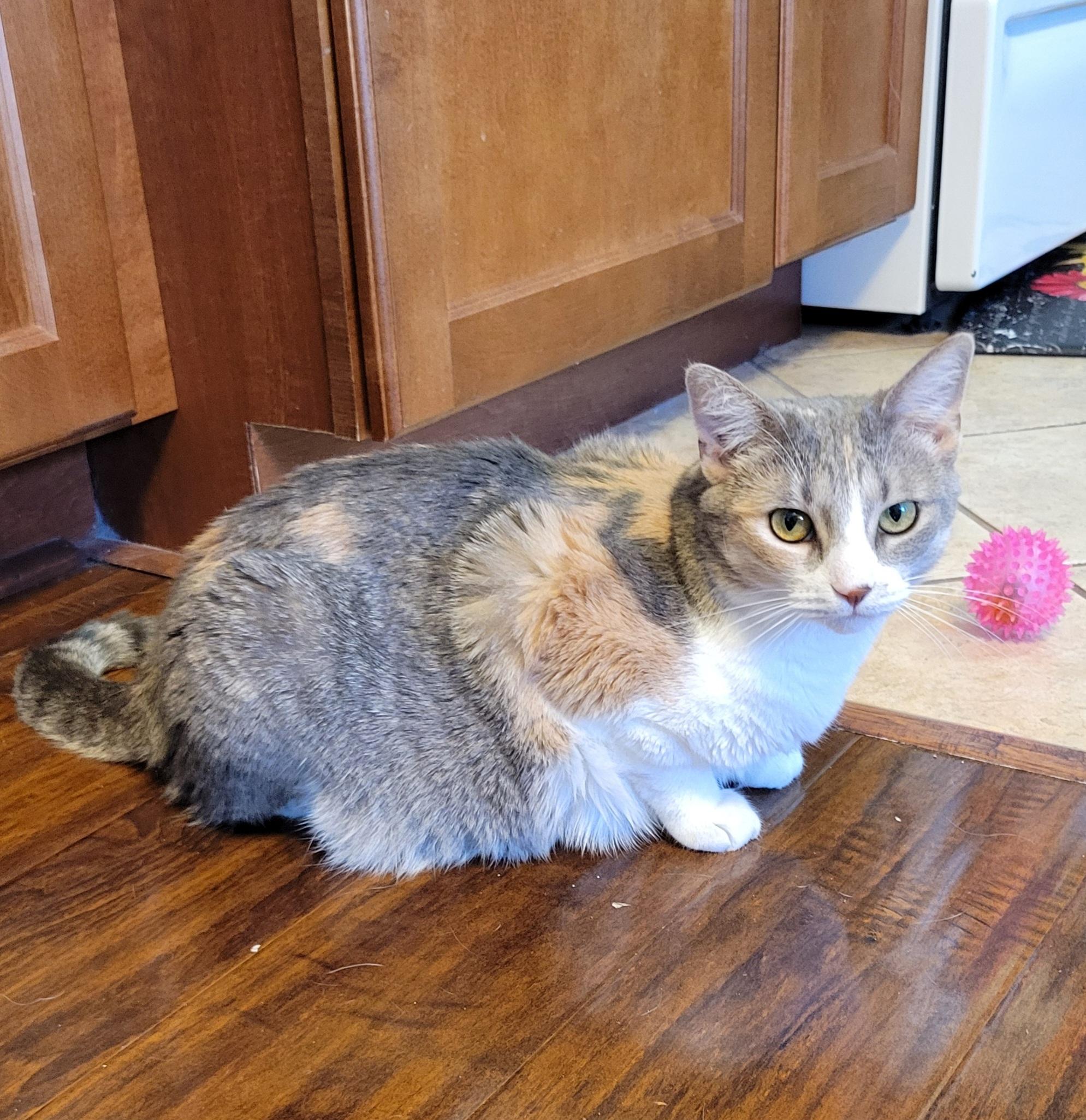 Enlarge Sasha, a Adoptable Domestic Short Hair in Walbridge, OH image 3/6