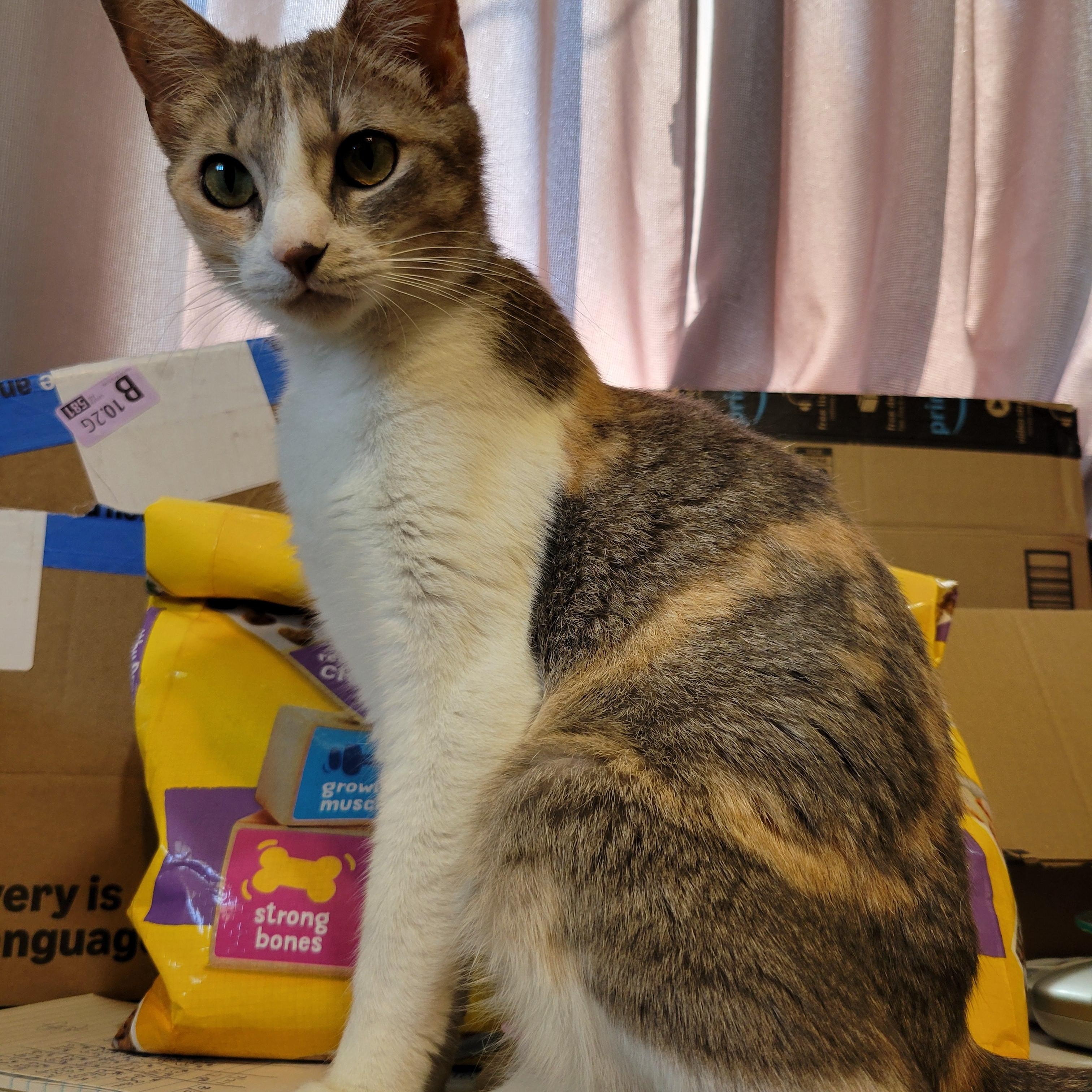 Sasha, a Adoptable Domestic Short Hair in Walbridge, OH image 2/4