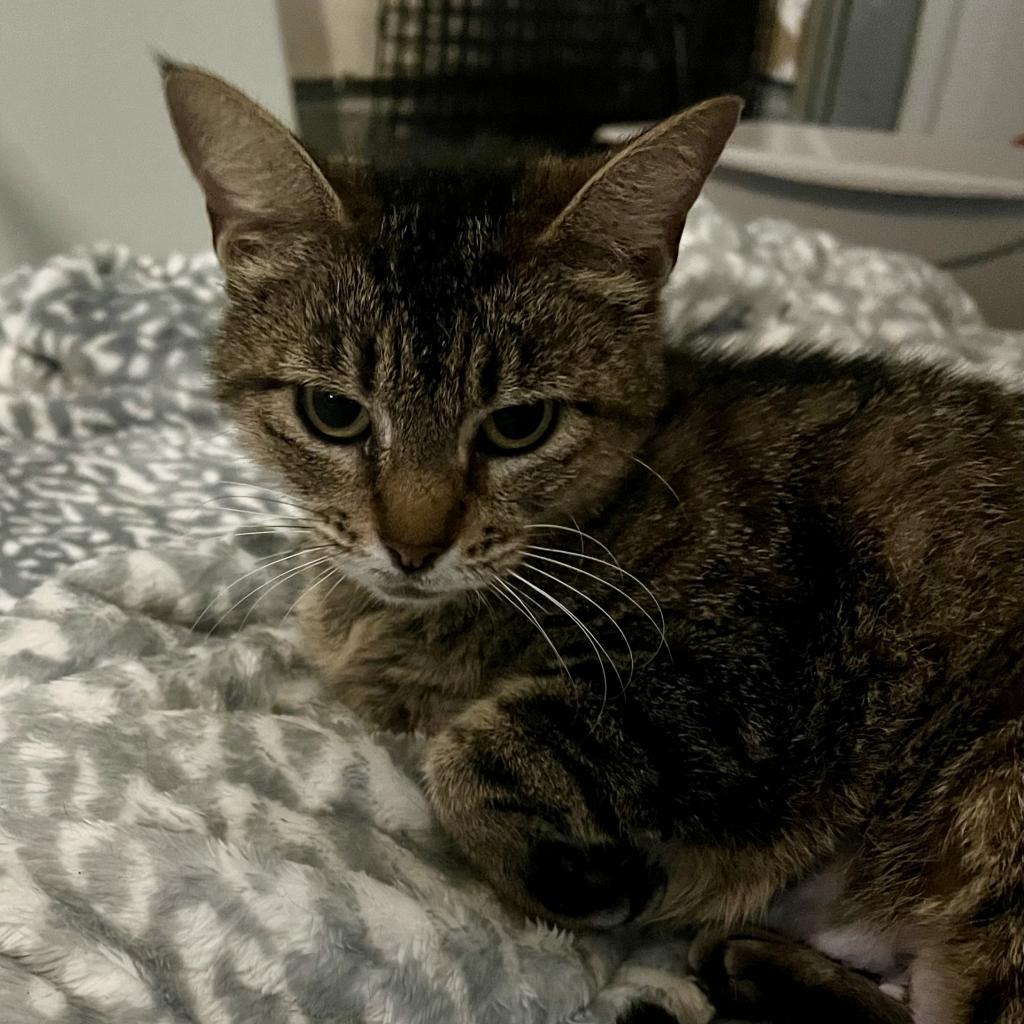 Magic, Adoptable, Adult Female Domestic Short Hair.