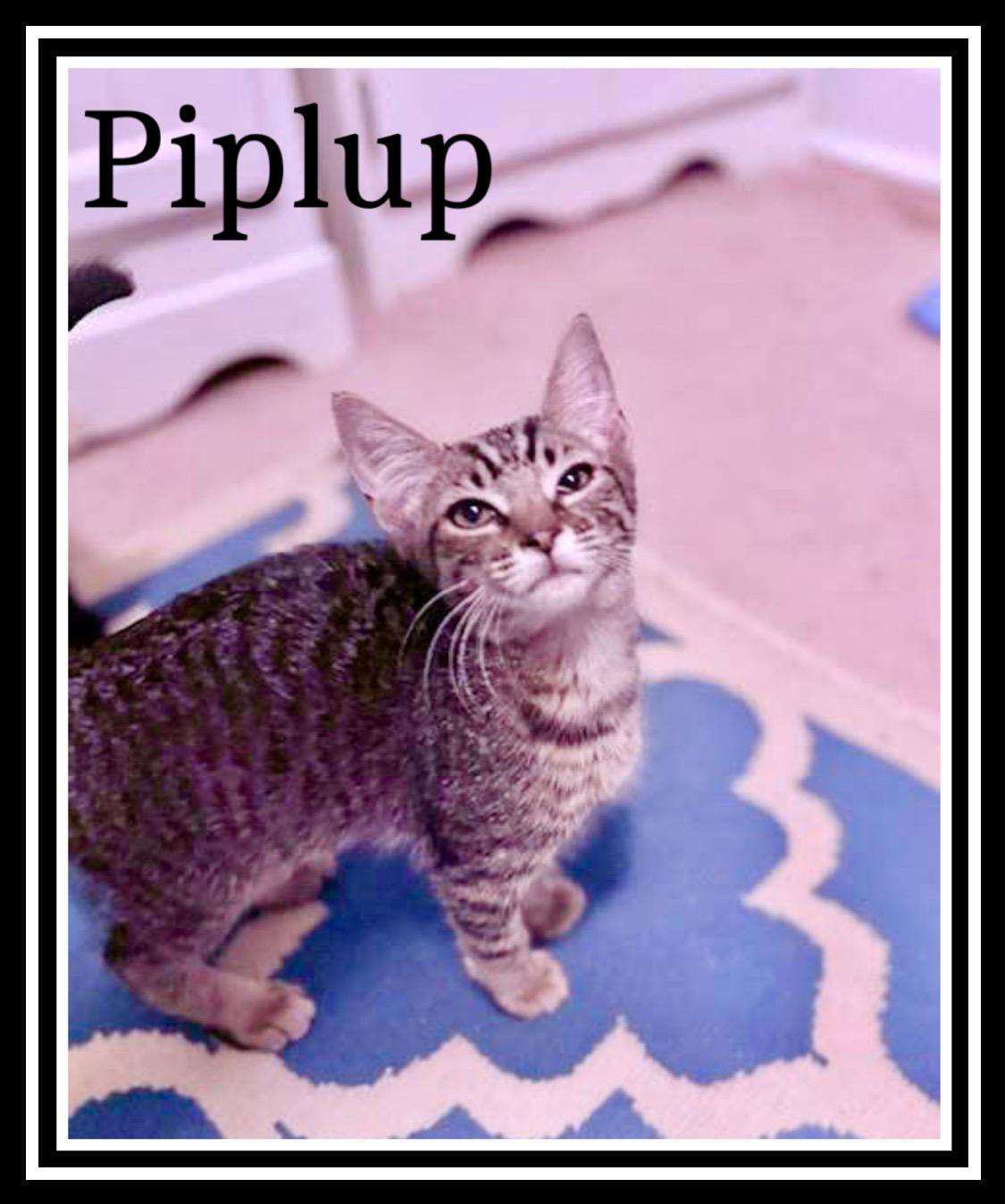 Piplup, Willow Grove Area, (FCID 11/11/2025-150)