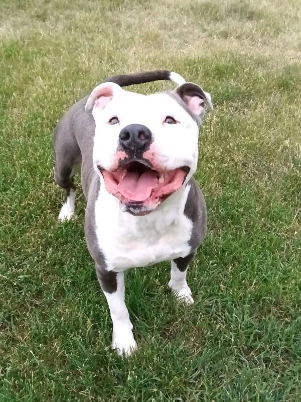 Incredible Hulk, a Adoptable American Bulldog in Disputanta, VA image 1/4