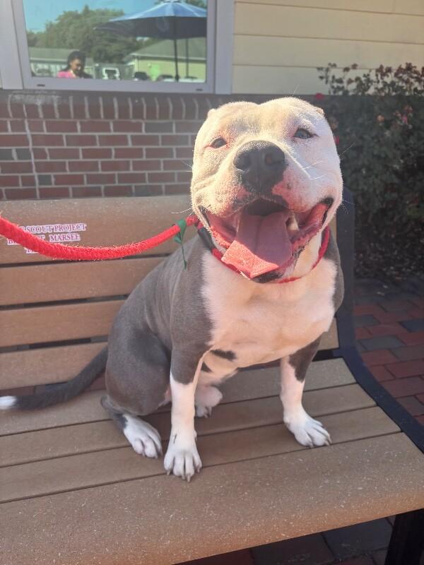 Enlarge Incredible Hulk, a Adoptable American Bulldog in Disputanta, VA image 1/2