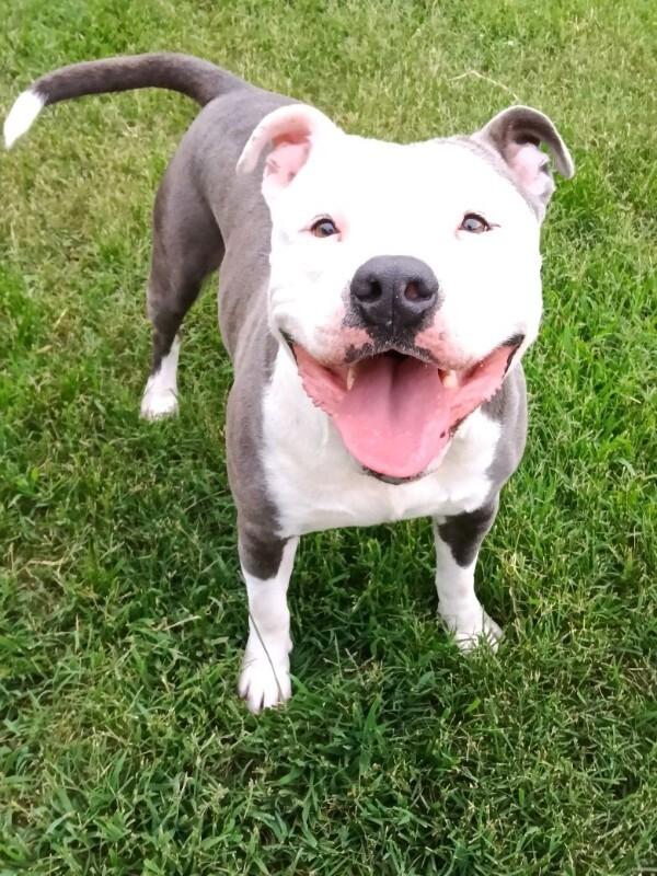 Incredible Hulk, a Adoptable American Bulldog in Disputanta, VA image 3/4