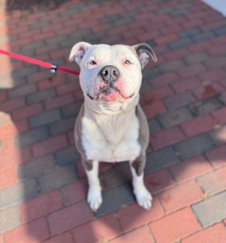 Enlarge Incredible Hulk, a Adoptable American Bulldog in Disputanta, VA image 2/2