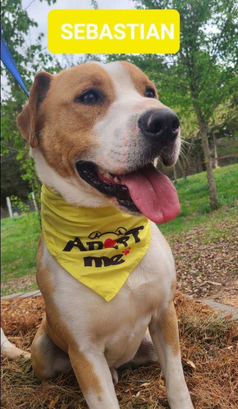 Enlarge Sebastian , a Adoptable mixed breed in Clarksville, VA image 1/1