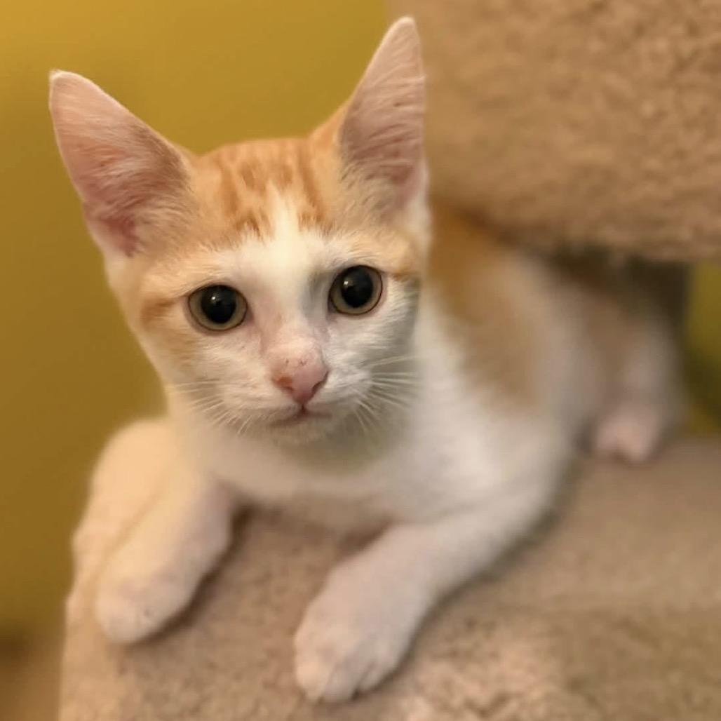 Zane, Adoptable, Kitten Male Domestic Short Hair.