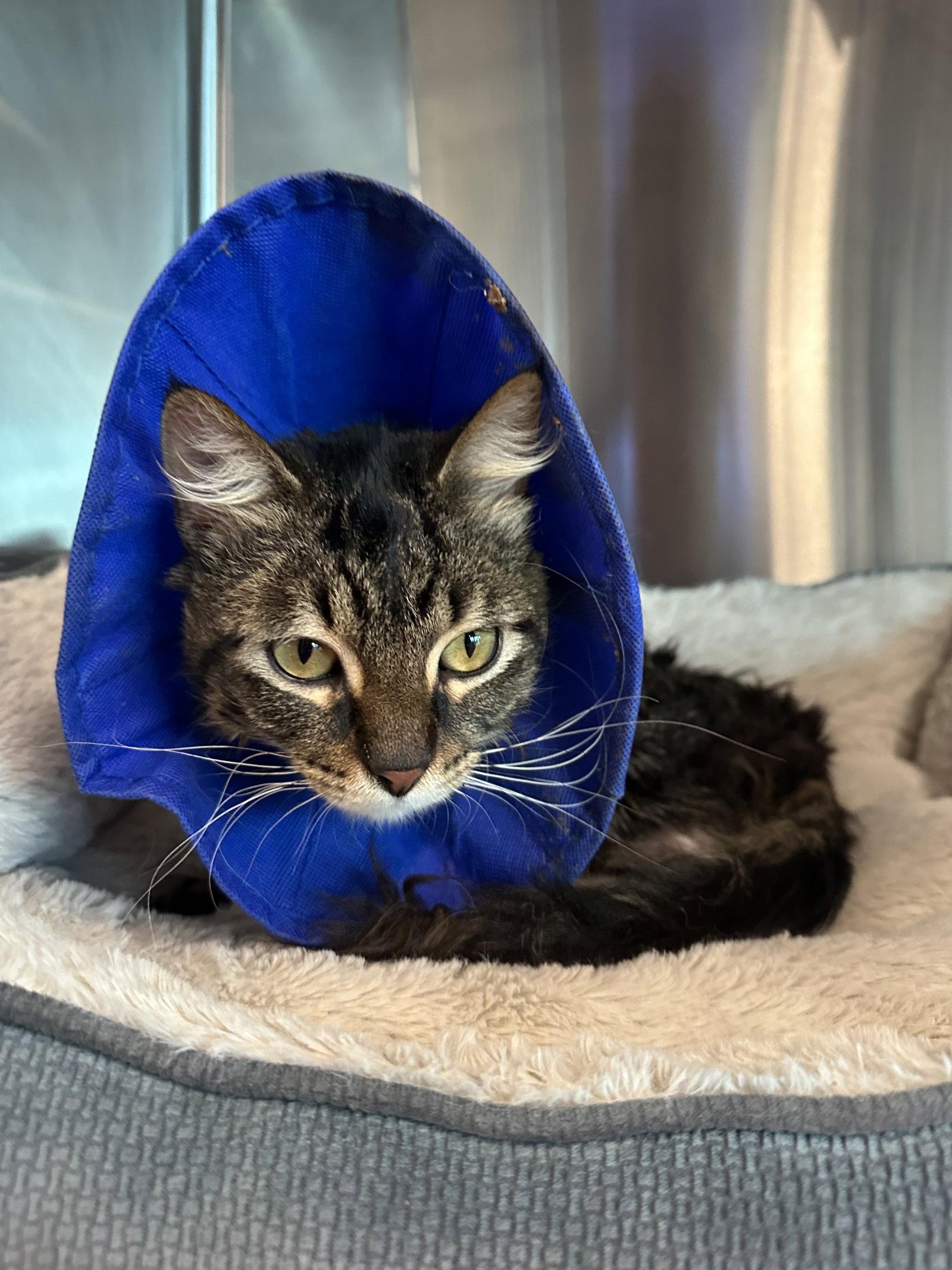 Hendrix, Adopted, Adult Male Domestic Medium Hair & Tabby.