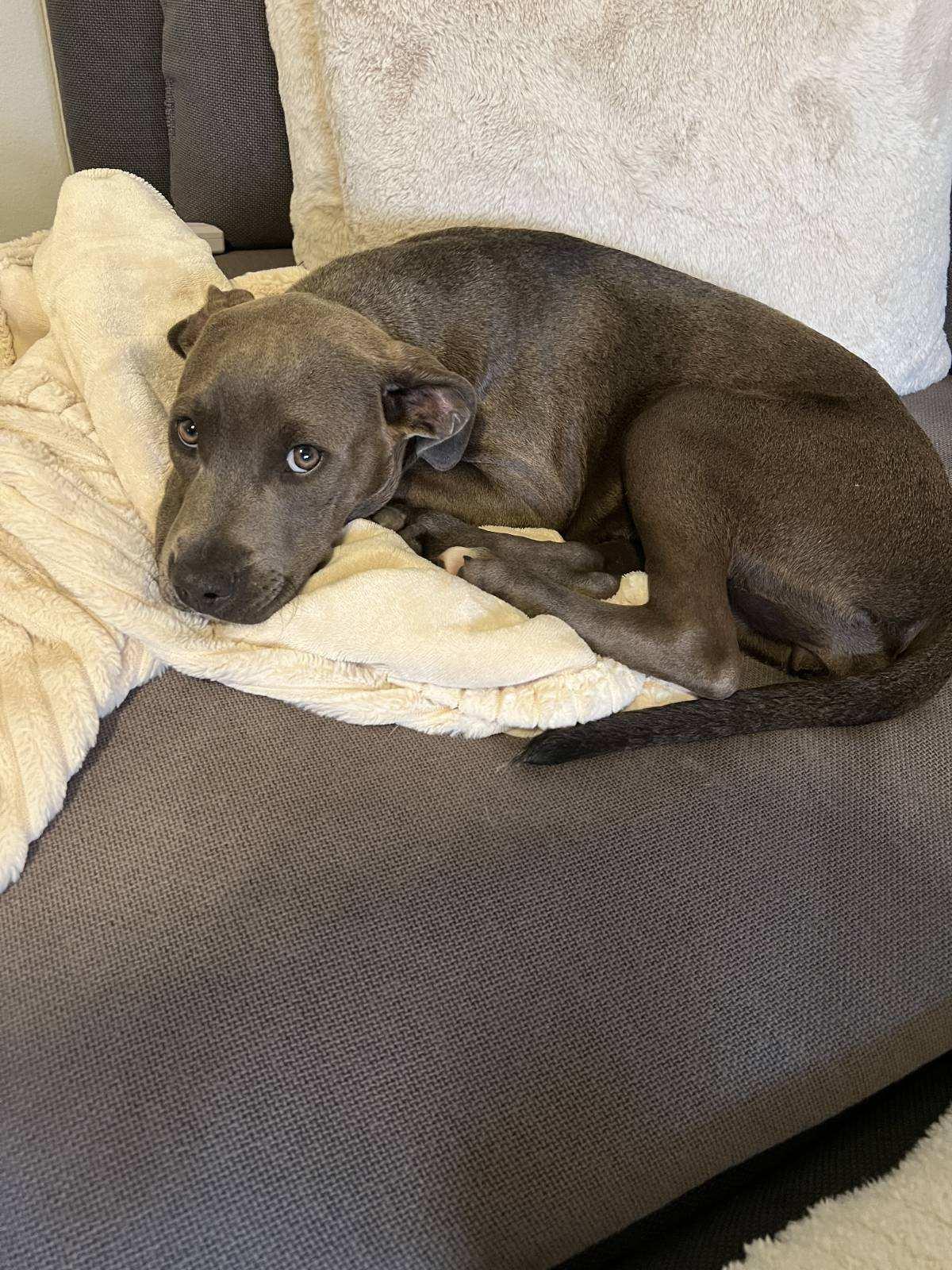 Flower, Adopted, Puppy Female American Bulldog.