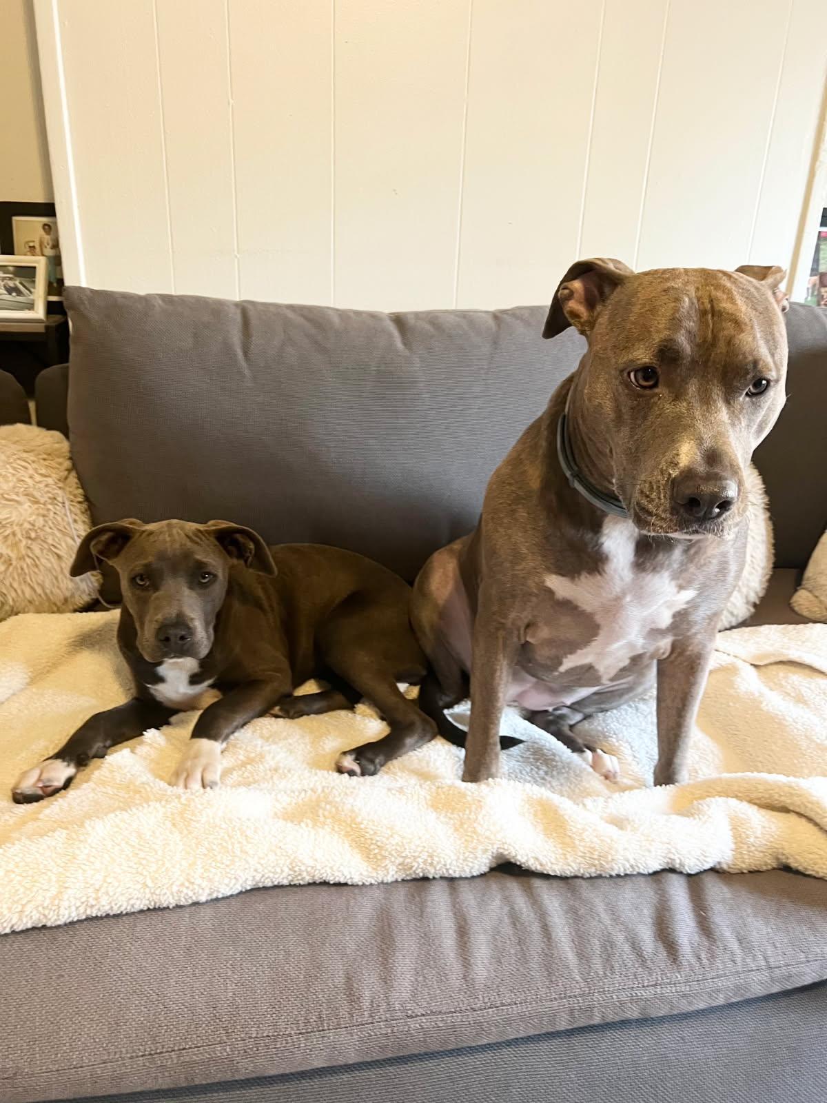 Enlarge Flower, a Adopted American Bulldog in Tarrytown, GA image 2/3