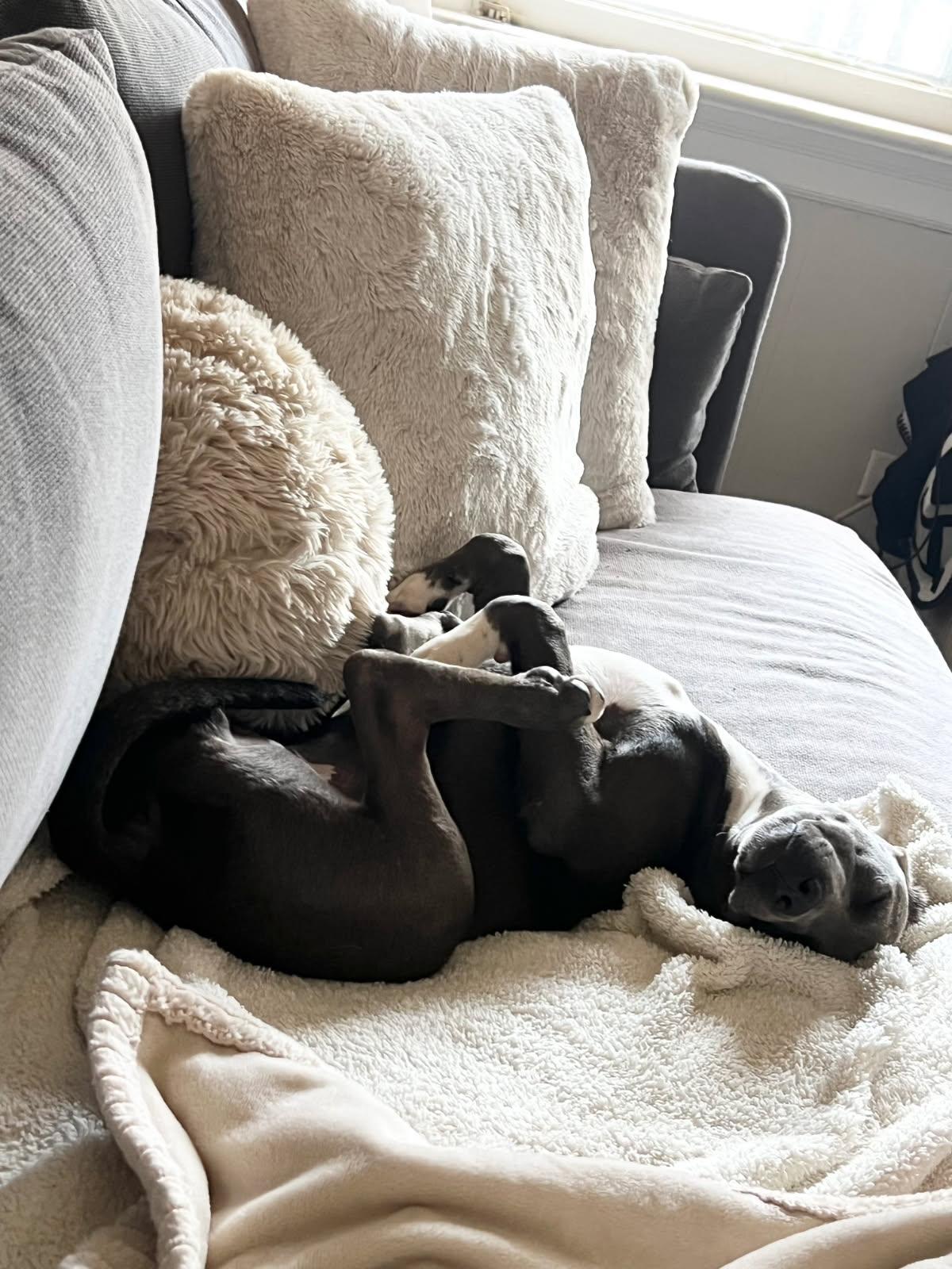 Enlarge Flower, a Adopted American Bulldog in Tarrytown, GA image 3/3